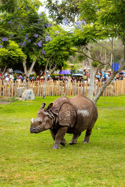 Zoo Spectacle Rhinoceros Captivating Onlookers