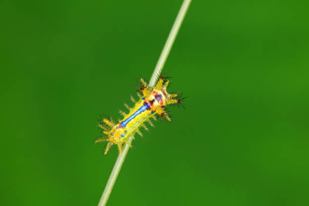 Caterpillar. Insect parasite