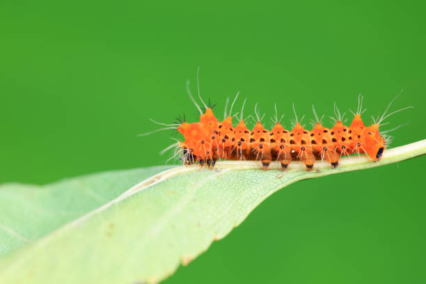 Lepidoptera larvae in the wild, North China