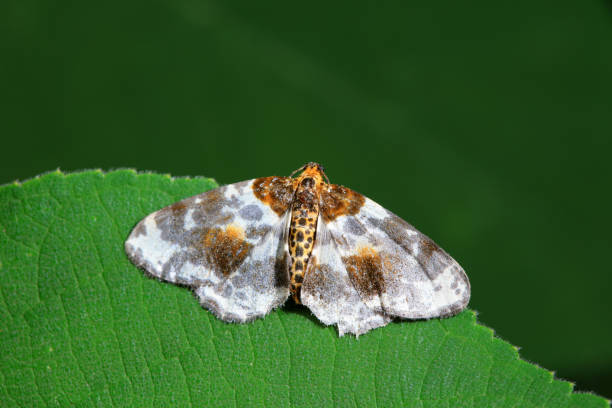 istock Lepidoptera insects in the wild, North China 2154545042
