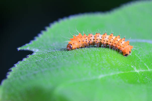 istock Lepidoptera larvae in the wild, North China 2154545652
