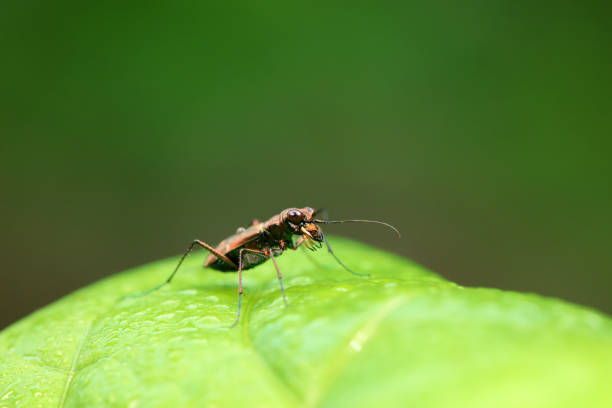 Larvae of these beetles are xylophagous. They mainly feed on downy oak (Quercus pubescens), evergreen oak (Quercus ilex) and cork oak (Quercus suber). These longhorn beetle are considered a pest of oaksThey are considered  a danger for Quercus Forests