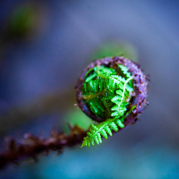 Early Spring Fern Unfurling