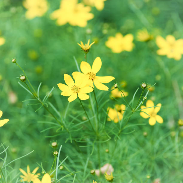 istock Nature background with spring flowers. Selective and soft focus. Close up. 2154546333