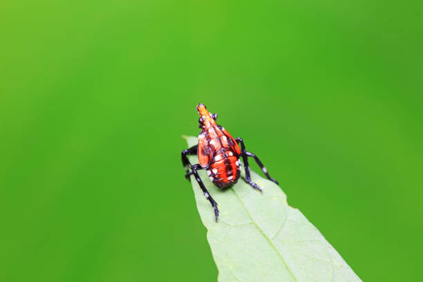 Hemiptera wax Cicadellidae insects on wild plants, North China