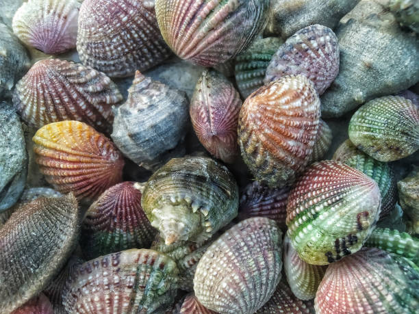 istock a collection of sea shells with colorful textures. 2154546627