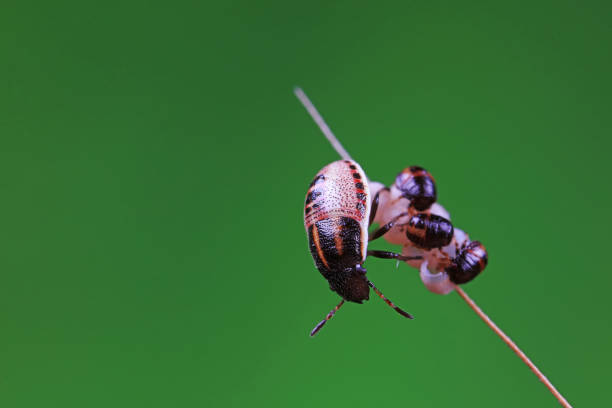 Hemiptera bugs in the wild, North China