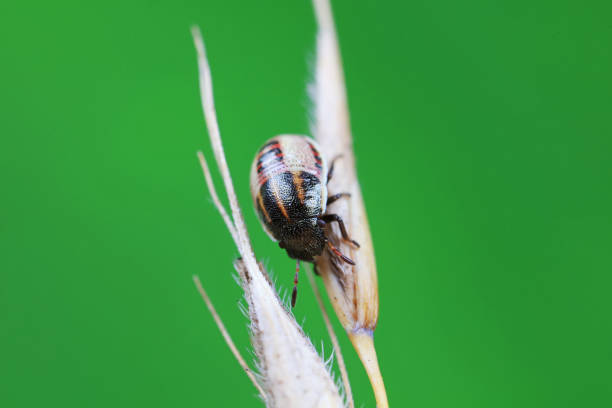 istock Hemiptera bugs in the wild, North China 2154546646