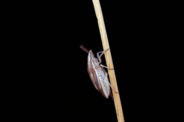 A Long-necked Seed Bug on a leaf in autumn in the Laurentian Forest.