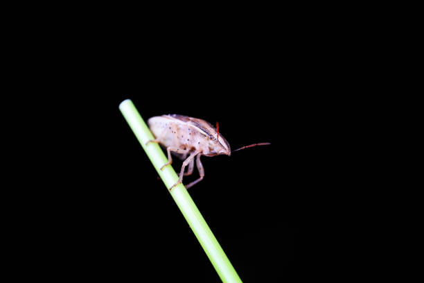 Hemiptera bugs in the wild, North China