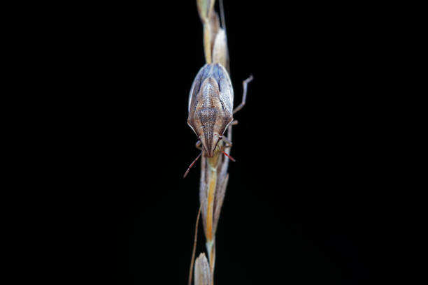 Hemiptera bugs in the wild, North China