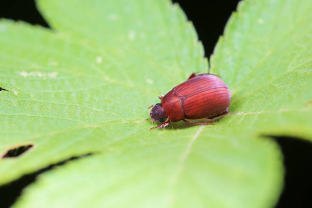 istock Coleoptera Chrysomelidae insects, North China 2154546706