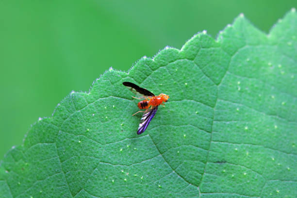 Closed up Aphid on green leaf - animal behavior.