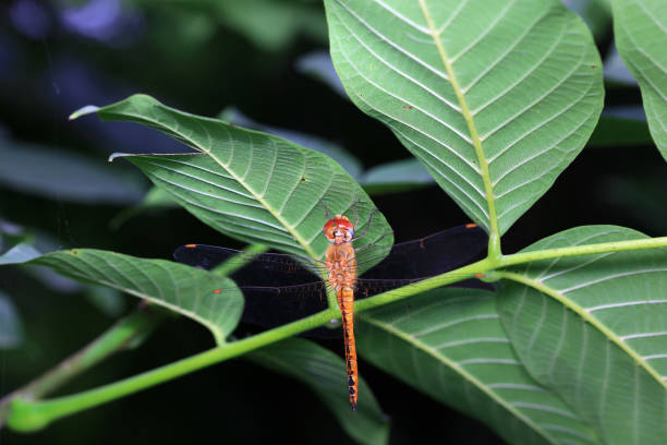 Dragonflies on wild plants, North China