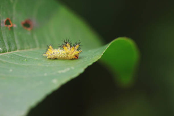 istock Lepidoptera larvae in the wild, North China 2154546836