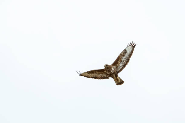 istock Birds of prey - Common Buzzard (Buteo buteo) isolated on white background 2154546896