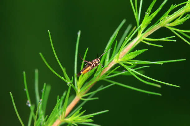Lepidoptera insects in the wild, North China