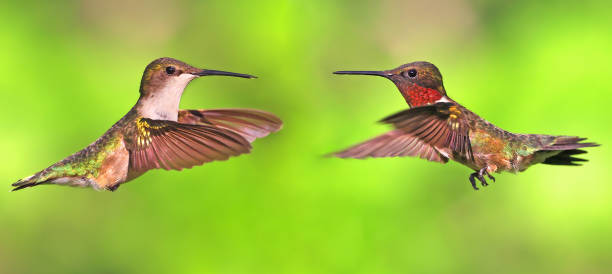 istock Ruby throated Hummingbird couple flying on a green background 2154548468