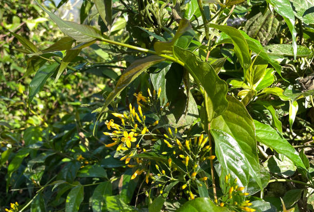 istock Gelsemium elegans, a dangerous tree and leaf in Northwest Vietnam 2154548534