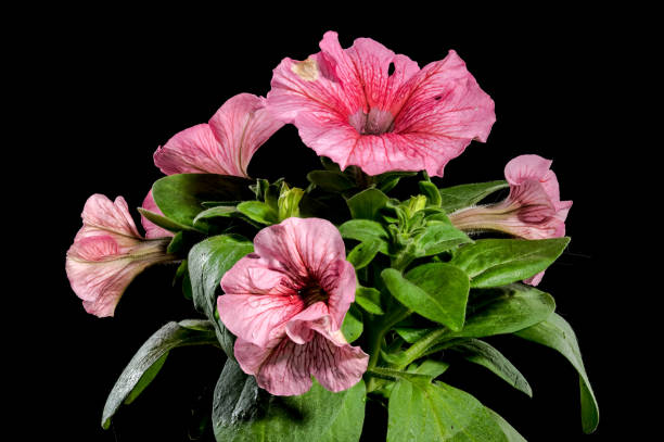 istock Blooming pink Petunia flowers on a black background 2154549098