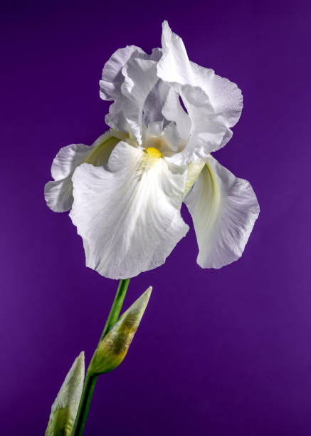 istock Blooming white iris Immortality on a purple background 2154549117