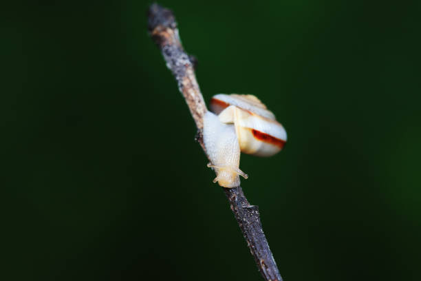 Snails on wild plants, North China