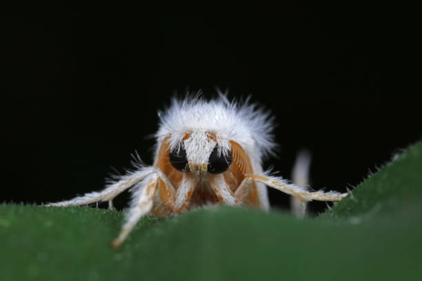 Lepidoptera insects in the wild, North China