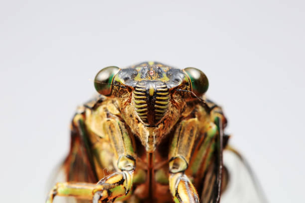 istock Leaf cicada on wild plants, North China 2154549272