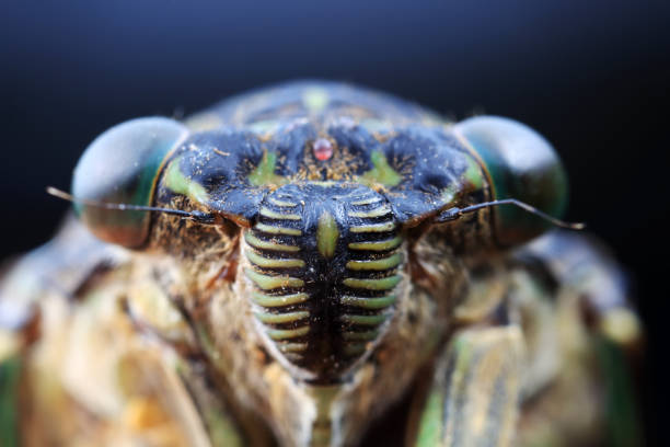 Leaf cicada on wild plants, North China
