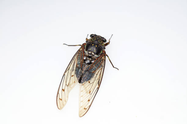 Stop the cicada with the tip of your finger.