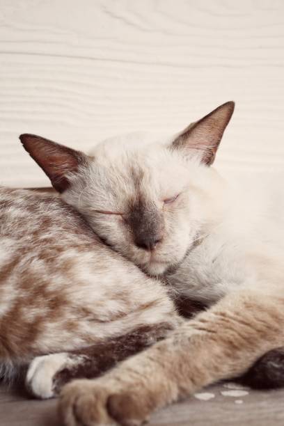 Thai cat rests comfortably on a sofa, Siamese cat, Wichianmat Thai name.