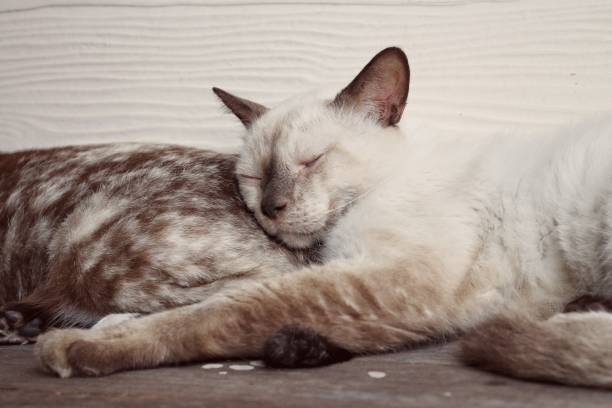 Sleeping white domestic cat on a bamboo chair in the terrace home, cute pet