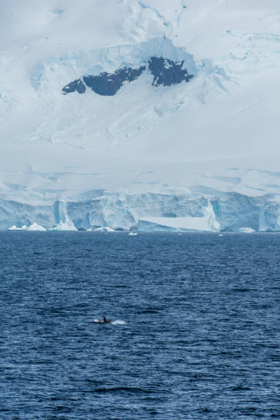 istock Killer whales in the Antarctic 2154550765