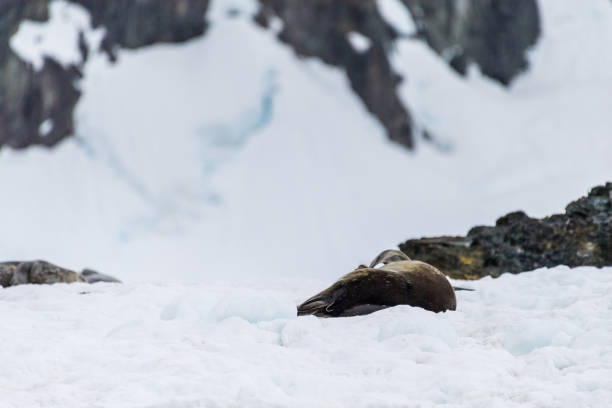istock Weddell Seal resting on ice 2154550769