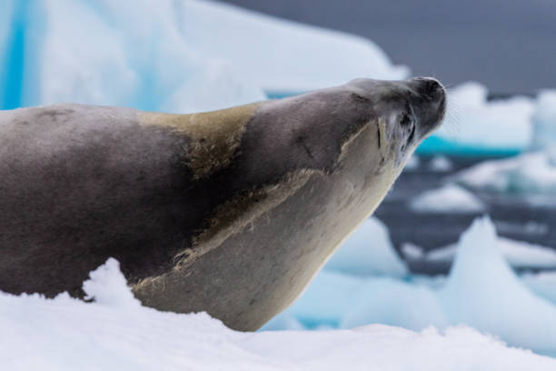 istock Crabeater Seal resting on a sheet of ice 2154550815