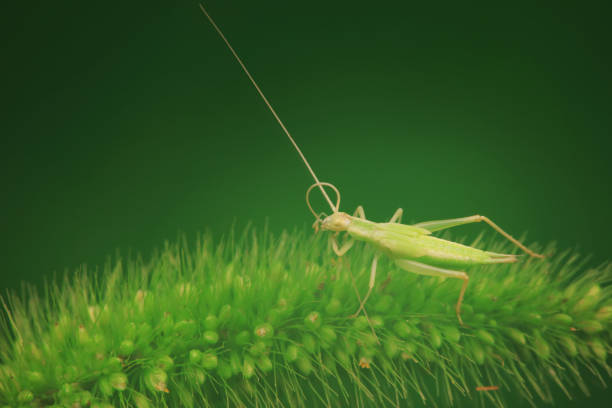 Tree cricket on wild plants, North China