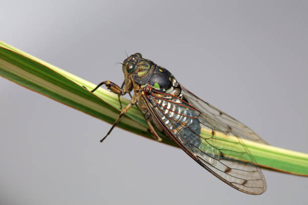 Leaf cicada on wild plants, North China