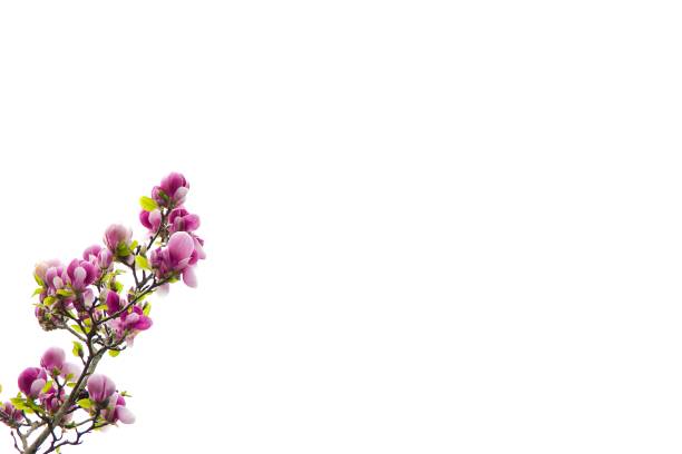 A pink magnolia flower, elegantly blooming on a pure white backdrop.