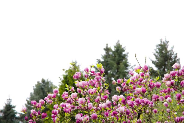 The pink magnolia blossom stands out vividly on a back garden backdrop.
