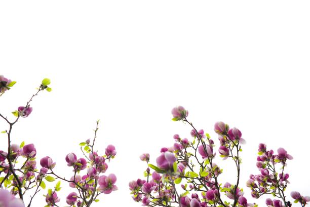 Pink magnolia flower in full bloom, set against a clean white backdrop.