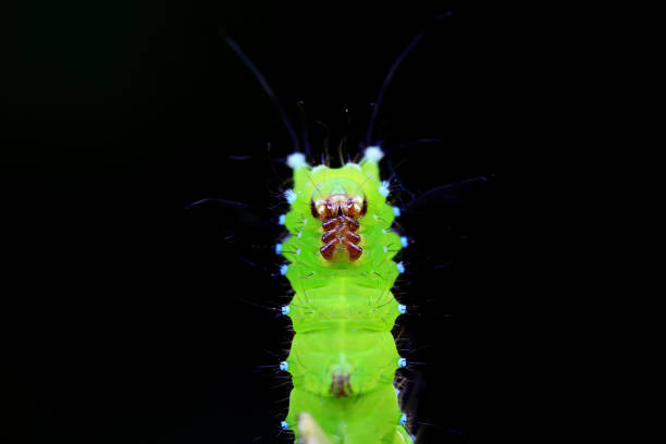 Lepidoptera larvae in the wild, North China