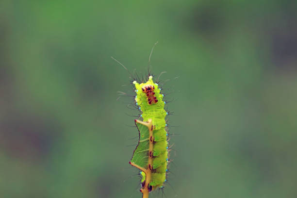 Butterfly garden: Single african death`s-head hawk moth on top of a twig. Freaky appearance.