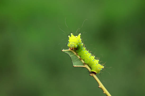 istock Lepidoptera larvae in the wild, North China 2154551356