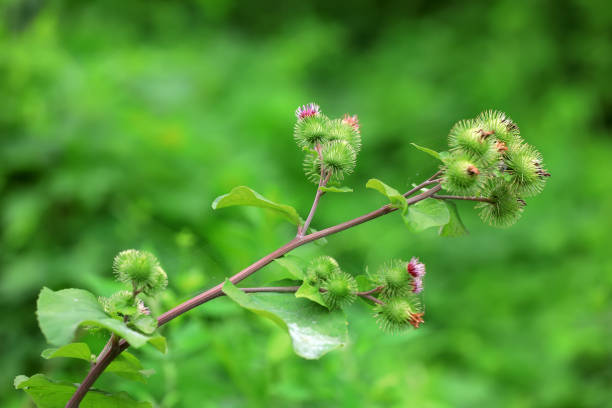 istock Wild burdock flower, a wild plant, North China 2154551454