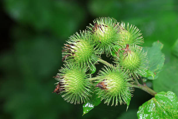 leaf and fruit of the Ricinus communis plant. pollutedly known as mamona