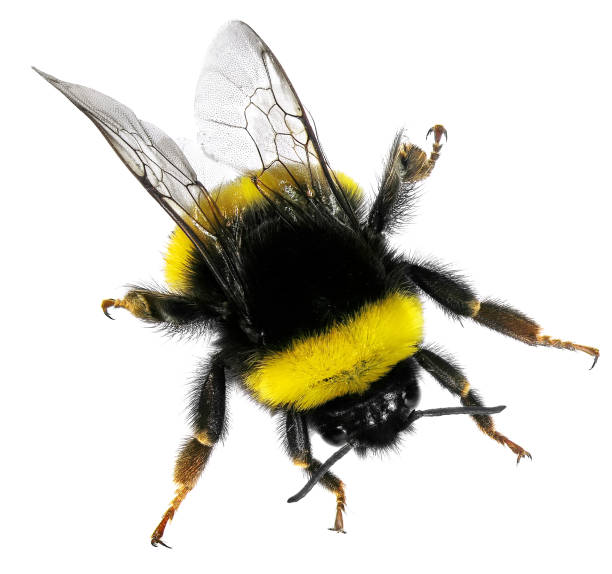 Bumblebee isolated on a white background Bumblebee isolated on a white background. Close up british commonwealth stock pictures, royalty-free photos & images