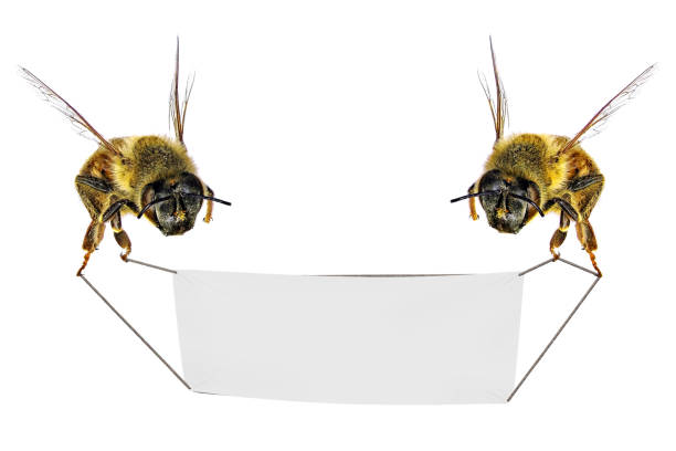 Two honey bees (Apis mellifera) holding a blank sign (banner) isolated on a white background