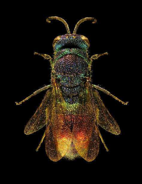 istock Metallic Cuckoo wasp of Palestine 2154551508