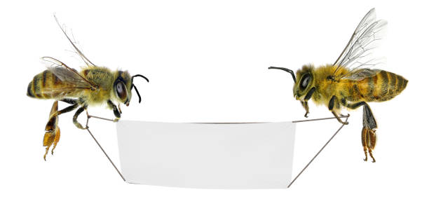 istock Two honey bees (Apis mellifera) holding a blank sign (banner) isolated on a white 2154551511