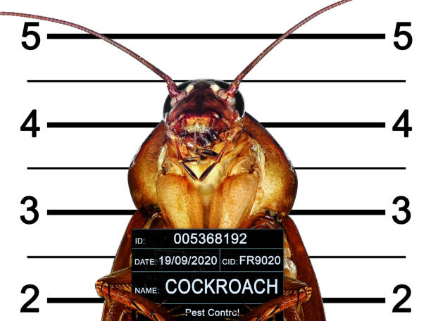 istock Cockroach arrested by Pest Control Department 2154551518